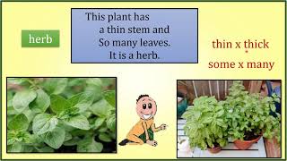 BMC EDU URDU STD 4th ENGLISH Unit 6 - The Kingdom of Plants