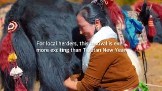 Glimpses into #Xizang's intangible heritage: Horse racing festival