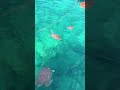 feeding turtles in the ocean