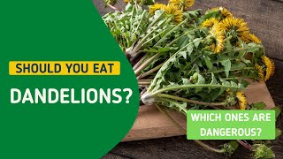 Should you eat dandelions? Which ones are deadly?