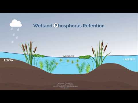 How do wetlands help filter water?