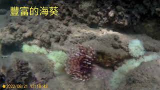 和平島和小丑魚一起玩