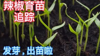 辣椒育苗追踪--发芽出苗了 （Grow Chillies from Store Bought Dry Chillies----Continued)