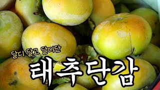 인내는 쓰다! 그러나 열매는 달다! 이 감이 그렇게 '단감?' (2024년 9월 11일 / 울산 MBC / 울트라 방송)