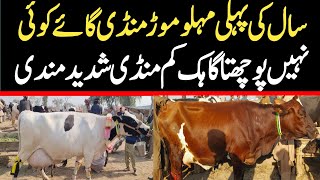 Today Malumor Mandi Jhang Rates Update | Cows Fresh Rates Update | Cow Mandi