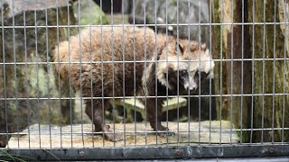 ホンドタヌキ ホト／野毛山動物園