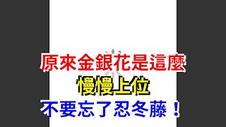 原來金銀花是這麼慢慢上位，不要忘了忍冬藤！