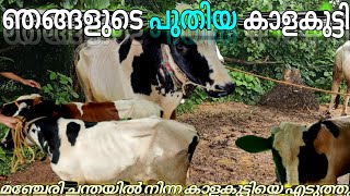 ഒരു കാളകുട്ടിയെ വാങ്ങി manjeri chantha യിൽന്ന്#manjeri#chantha#market#cattlefarm#cattlevlogger#bull