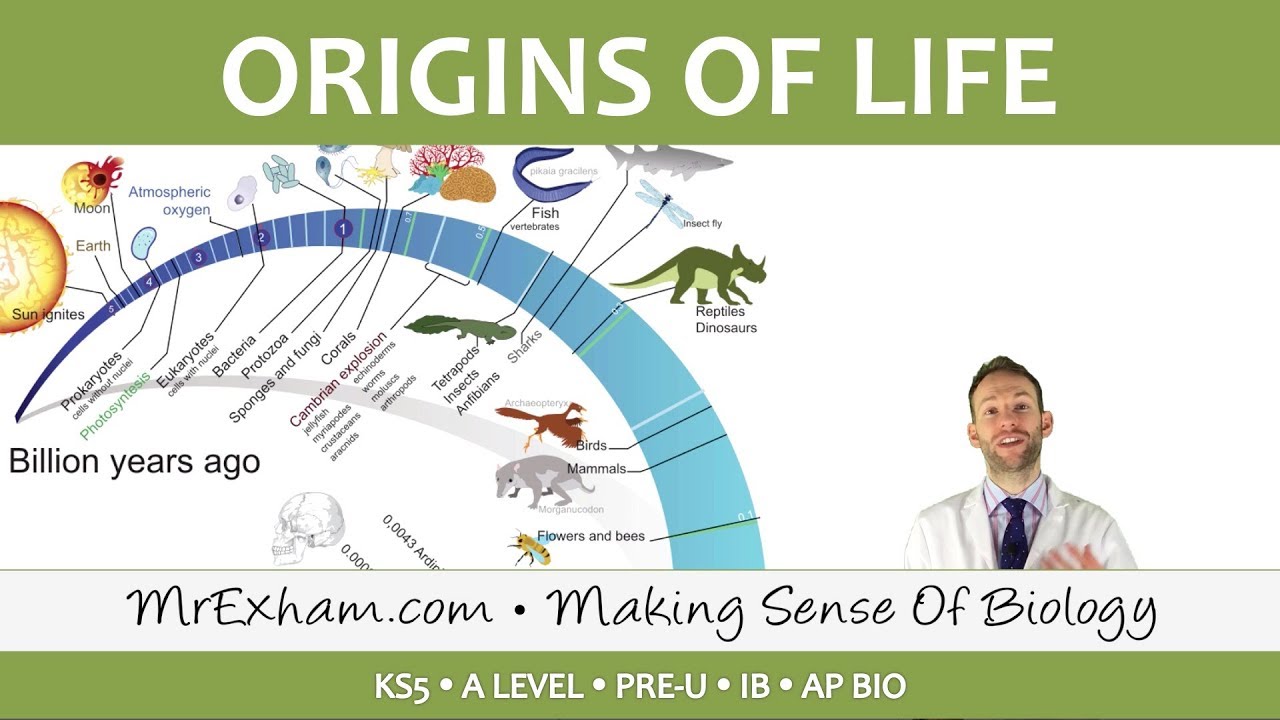 Origins Of Life - LUCA, Endosymbiosis And Multicellularity - Post 16 ...