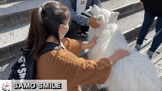 【じぃちゃんサモエド】国際交流 もふもふ！　京都清水寺まで到着　/　Samoyed also greeted foreigners. At Kiyomizu-dera Temple in Kyoto.