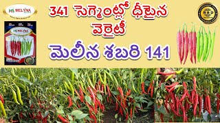 341 సెగ్మెంట్లో దీటైన వెరైటీ మెలీన శబరి 141,   8310112342, 7337646464 (Farmer Care)