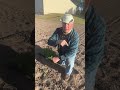 how to plant watermelons 🍉