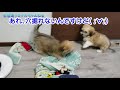 パピー 子犬 のワンワンプロレス！！兄弟犬が戦うとこうなります♪ puppy wrestling.siblings fight.