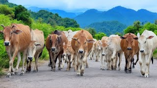 Suara sapi lembu jinak, suara sapi Moo memanggil kawanan, Sapi lucu beramai-ramai di jalanan kampung