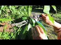 mango grafting essentials approach graft results