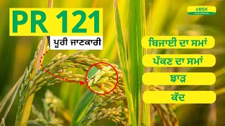 PR 121  details | Rice seeds | Parmal rice variety | top paddy |high yield rice variety