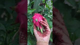 আলহামদুলিল্লাহ এ বছরের প্রথম ড্রাগন ফল৷ #Dragon #fruit #gardening #nature