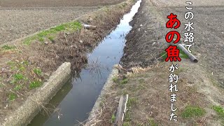 あの魚が釣れました♪釣れるとテンション上がります