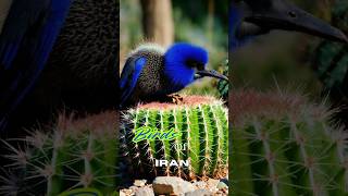 BIRDS OF IRAN #shortsfeed #youtubeshorts #shortfeed #shorts #short #ytshorts #ytshort #birds #yt