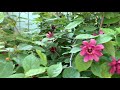 三种香花庭院灌木 开满花，没有香味也美（夏腊梅calycanthus，老人须fringe tree，木蓝true indigo）