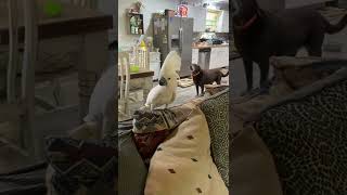 Cockatoo barking like a dog