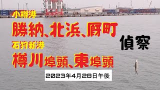 【海釣り】主に偵察。小樽港勝納埠頭、北浜・厩町岸壁と石狩新港樽川と東埠頭2023年4月28日昼過ぎから夕方