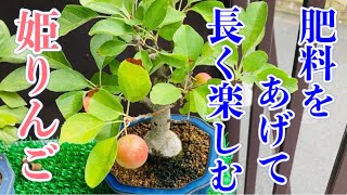 秋には肥料！姫りんご盆栽（Crab Apple）