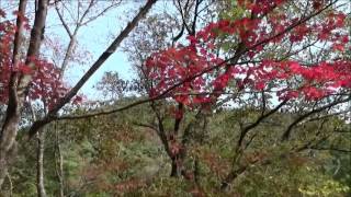 Aichi Citizen's Forest, Autumn Leaves around Mori-Topia 3 愛知県民の森　モリトピア付近の紅葉