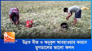 উন্নত বীজ ও অনুকূল আবহাওয়ার কারনে মুগডালের ভালো ফলন | Patuakhali News | Mohona Tv News