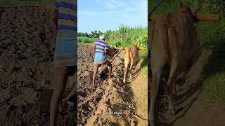 bull ploughing the field with bull | ploughing with bulls | bulls ploughing video | bullock media