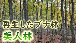 【解説付】再生したブナ林、十日町 美人林(新潟)-Bijinbayashi Beech Forest, Niigata, Japan-