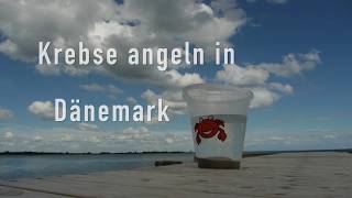 Krebse angeln in Dänemark / Crab fishing in Denmark