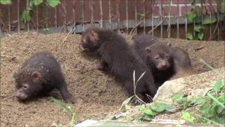 ヤブイヌの赤ちゃん2016年10月1日。Baby bush dog@Kyoto city zoo