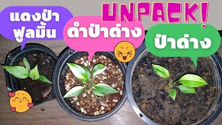 บุษ EP.23 Unpack เสน่ห์จันทน์แดงป่าฟูลมิ้น | เสน่ห์จันทน์ดำป่าด่าง | เสน่ห์จันทน์ป่าด่าง