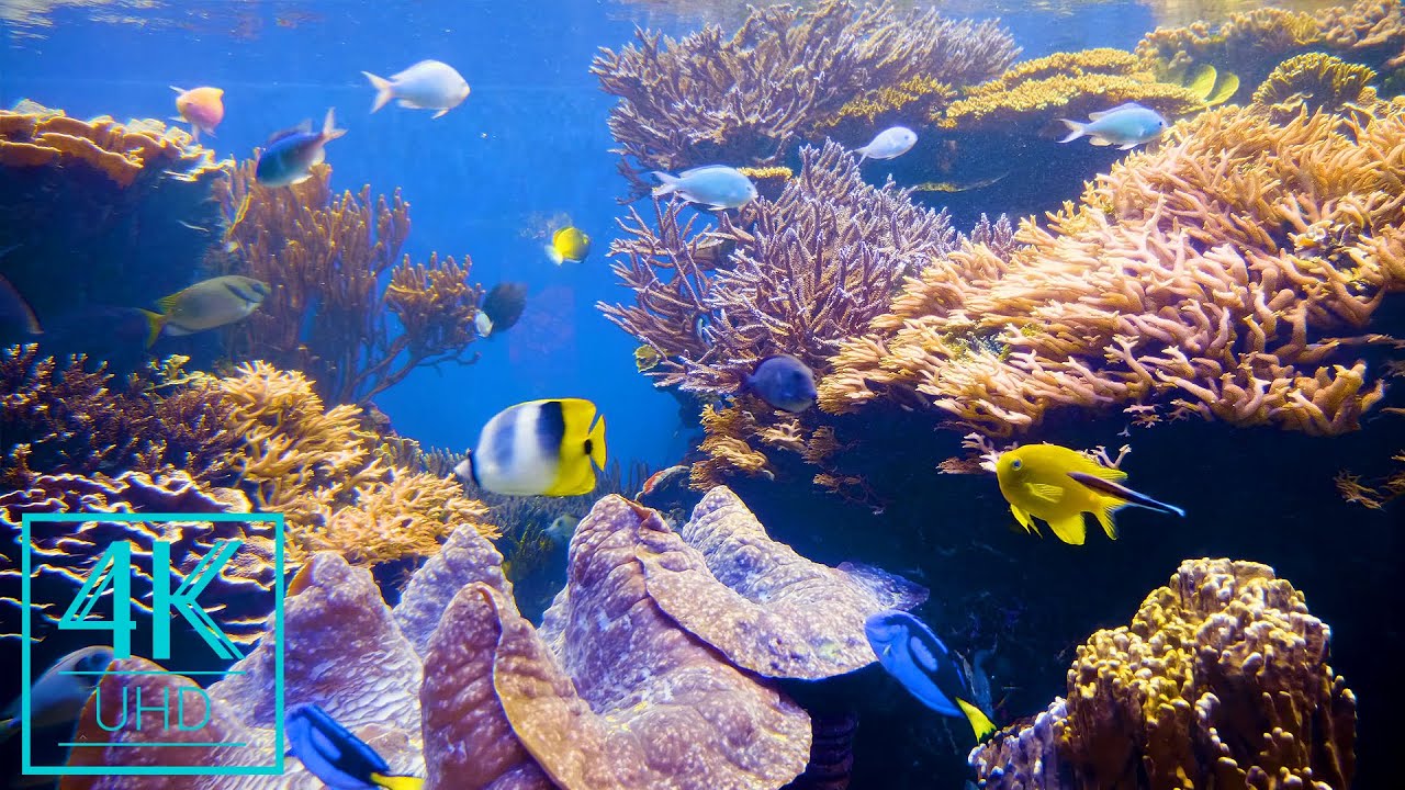 4k Aquarium Screensaver With Relaxing Music 4 Hours Marvels Of The