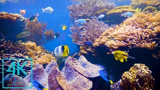 4K Aquarium Screensaver with Relaxing Music - 4 HOURS Marvels of the Underwater World