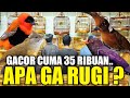 GAWAT !!! SEMURAH INIKAH BURUNG GACOR HARGA BAHAN DIKIOS PASAR BURUNG PRAMUKA HARI INI ?