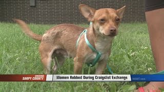 Dog Stolen During Craigslist Exchange