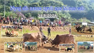 Nyuj sib nraus nyob zos Moos cab, 31/8/2024. #fchmoobnyujsibnraus #nyujsibnraus