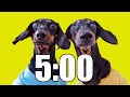 5 Minute Timer (DOG HEAVEN) 🐕