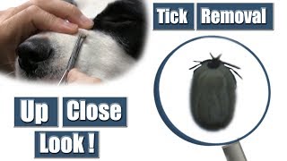 Dog Tick Removal | Pet Grooming Tutorial !