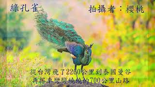 2022群英飛羽世界野鳥攝影聯展_C001-1-A-櫻桃-綠孔雀