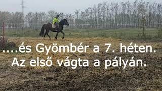 Gyömbér -  Az első vágta