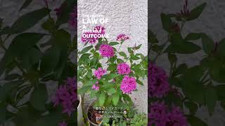 【SD動画】2024年9月20日  夏の花が咲いています。 #flowers #garden #癒し#自然 #naturelovers #薔薇は美しく散る #ばらの花 #rosegarden