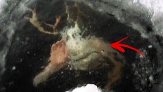 Scary Things Found Frozen In The Arctic
