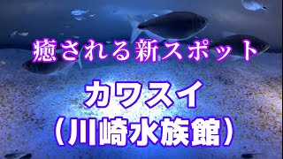 【水族館】カワスイの魚たちに癒されてきました。