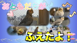 【オカメインコ】ゾロくんも仲間だよ♡(´˘`๑)