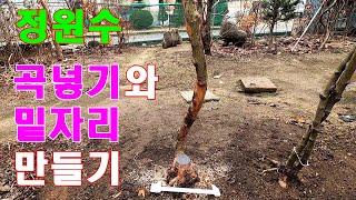 모든 정원수 곡넣기와 근원부(밑자리)만들기 - 멋진 정원수로 특별한 정원을 만들어 보세요! #감상미 #정원수의 곡넣기 #정원수 근원부 #멋진 정원만들기