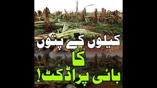 کیلے کے پتوں کا بائی پراڈکٹ | By product of banana leaves in urdu