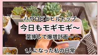 [多肉植物]今日もモギモギやるわよ〜みんなでやりましょ〜^_^1人になった私の戯言